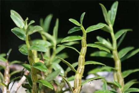 农广天地铁皮石斛种植技术