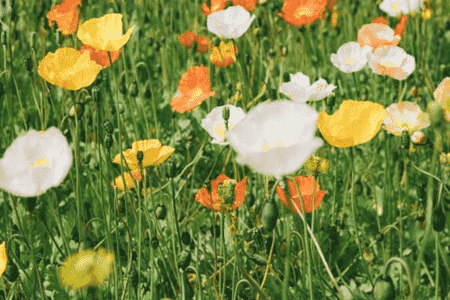 虞美人花种子什么时候种植