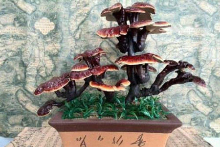 灵芝盆栽摆放风水