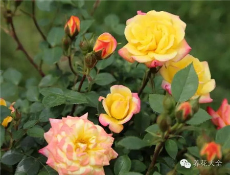 什么花能开一年