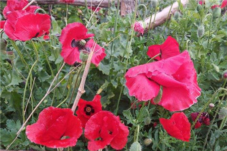 虞美人花种子什么时候种植