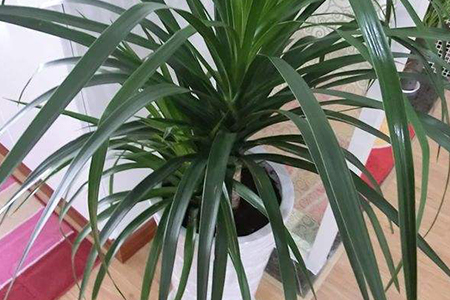 龙须兰长什么样