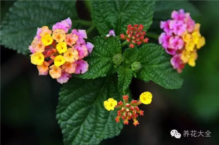什么花能开一年