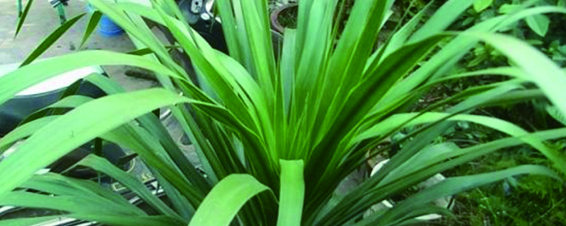 龙须兰怎么养才长得好(龙须兰长什么样)