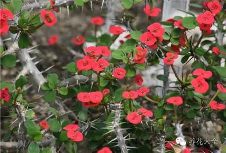 什么花能开一年