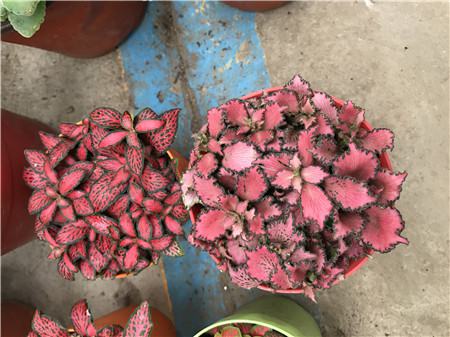 网纹草叶子干了怎么办