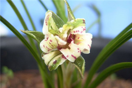 万代兰的养殖方法和技术