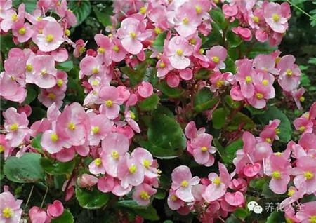 什么花能开一年