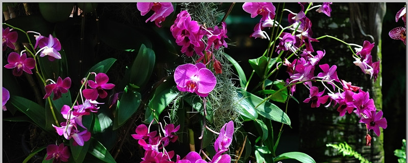 万代兰的养殖方法(万代兰的养殖方法和技术)