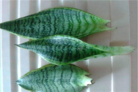 虎皮兰的扦插水培方法
