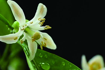 代代花养植方法