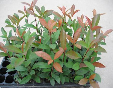 红叶石楠药用价值