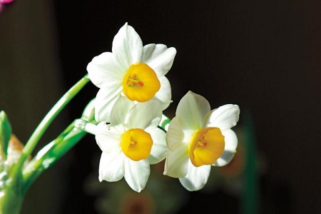 水仙叶子发黄是怎么回事