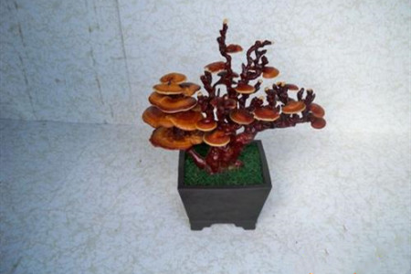 灵芝盆栽摆放风水