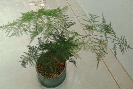 文竹施肥方法如下