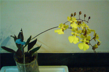 万代兰的养殖方法和技术