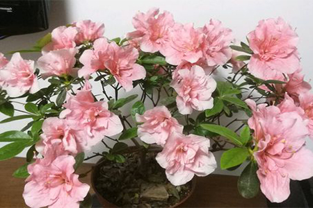 杜鹃花盆景怎么养家庭养法
