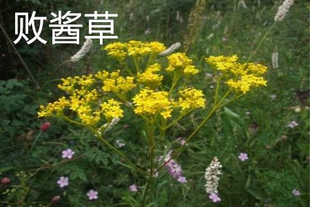 败酱草和败酱一样吗