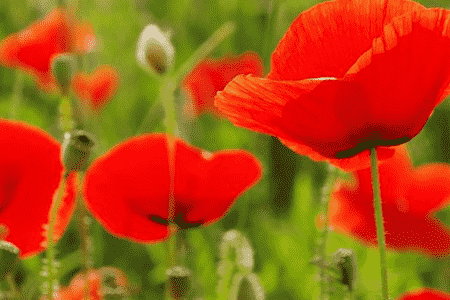 虞美人花种子什么时候种植