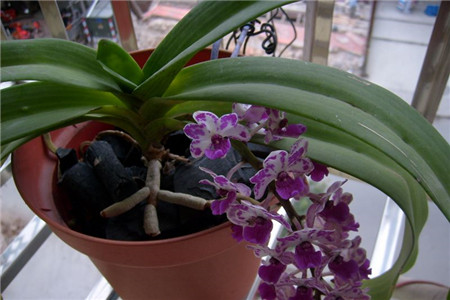 万代兰的养殖方法和技术