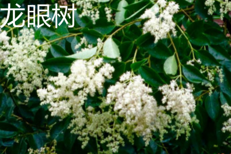 荔枝和龙眼哪个好种