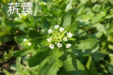 败酱草和败酱一样吗