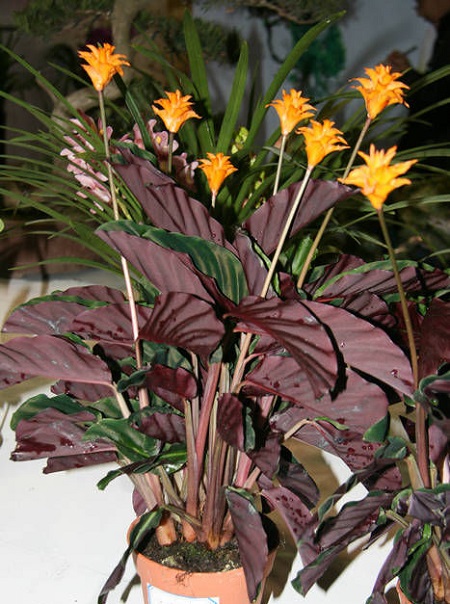 黄苞竹芋的繁殖方式视频