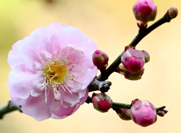 梅花枝条怎么水培生根