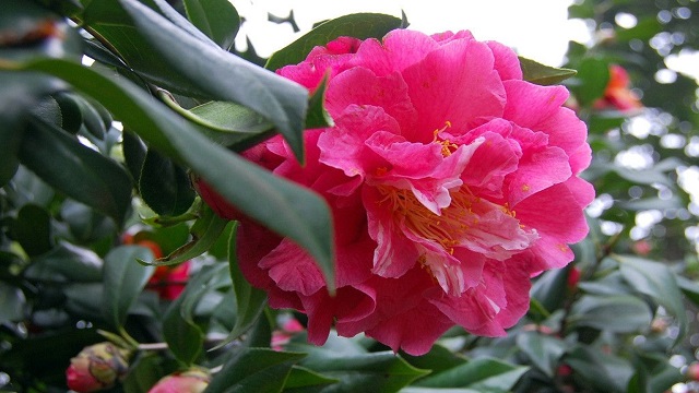 茶花的品种(茶花的品种与图片大全 识别)