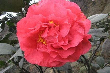 茶花的品种与图片大全 识别