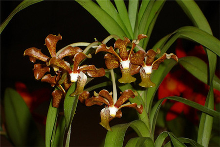 万代兰的养殖方法和技术