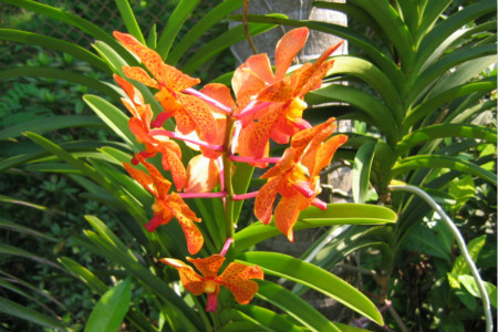 万代兰的养殖方法和技术