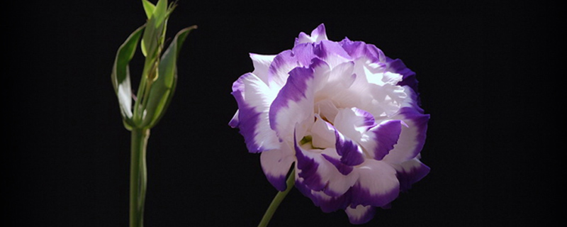 桔梗怎么浇水(桔梗浇水方式)