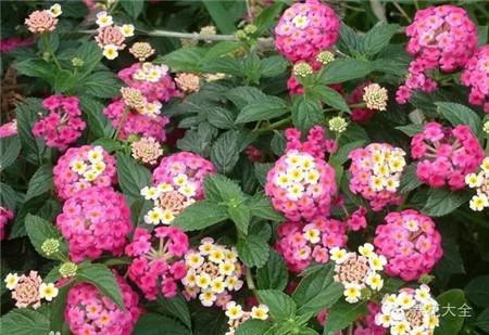 什么花能开一年