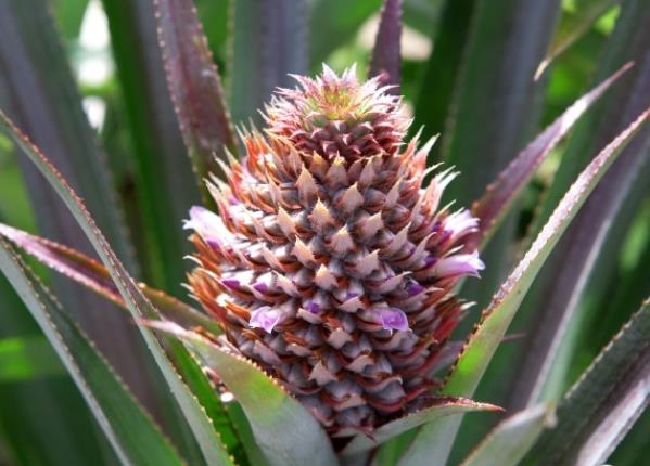 菠萝能与甜瓜一起吃吗寒性水果,过量伤害胃黏膜致肠胃不适(甜瓜可以和菠萝蜜一起吃吗)