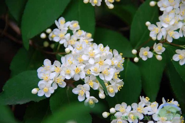 小花溲疏怎么扦插(俄料有青色的吗)