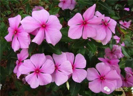 什么花能开一年