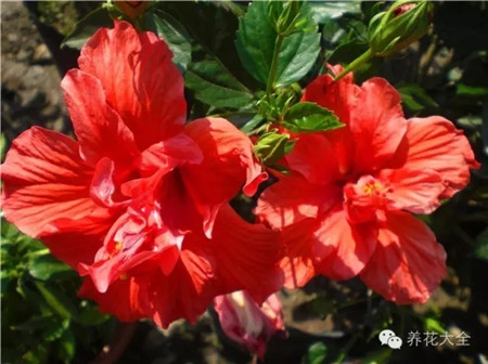 什么花能开一年