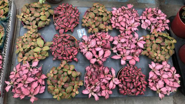 网纹草叶子干了怎么办