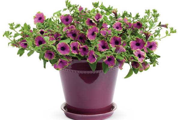 这8种花一开就开半年太过瘾了(什么花能开一年)