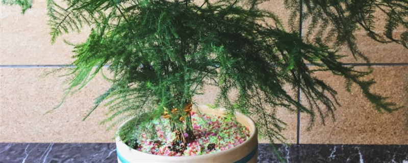 文竹施肥过多怎么处理施肥后用浇水吗(文竹施肥方法如下)