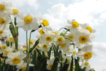 水仙叶子发黄是怎么回事