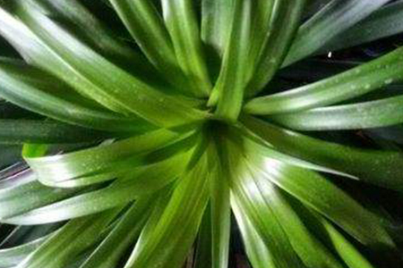 龙须兰长什么样