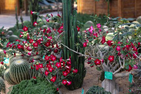 沙漠玫瑰的扦插方法视频