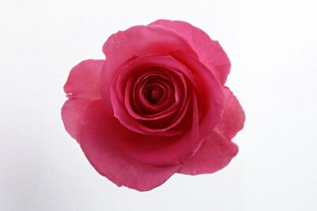 茶花的品种与图片大全 识别