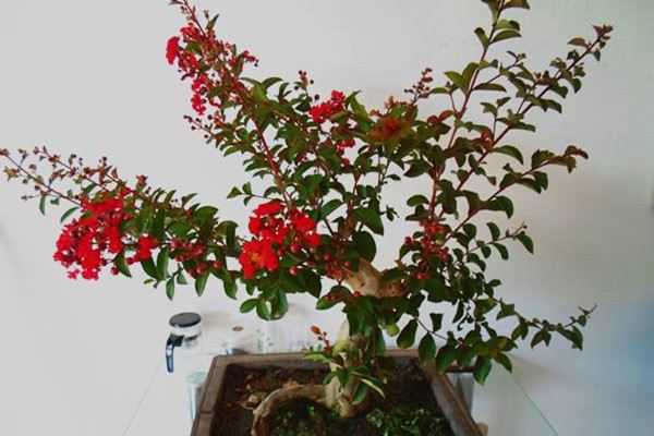 红叶石楠的主要价值(红叶石楠药用价值)