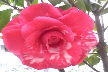 茶花的品种与图片大全 识别