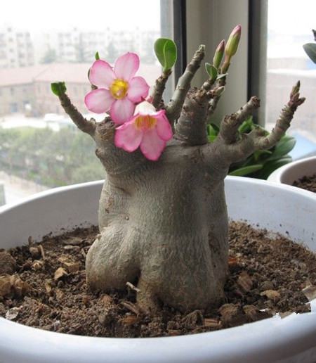 沙漠玫瑰的扦插方法视频