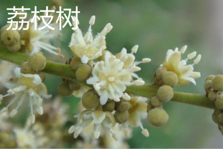 荔枝和龙眼哪个好种