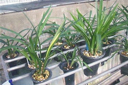 万代兰的养殖方法和技术